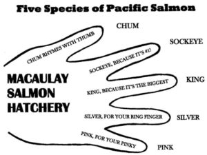 Salmon Types
